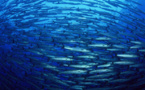 Journée mondiale des océans : L'ONU demande aux Etats de s'engager à les protéger