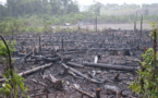 Pillage des forêts en Casamance : Le Collectif des cadres casamaçais tirent la sonnette d'larme
