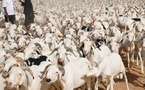 Tabaski 2026 : le Sénégal franchit le cap du million de moutons malgré des tensions sur les coûts