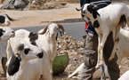 Vol de moutons à Darou Salam : plusieurs prévenus jugés après une attaque contre un point de vente de Tabaski