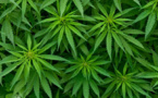Production de cannabis : le Maroc toujours champion du monde