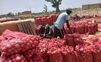 Ngomène: les cultivateurs d'oignons lancent un cri d'alarme