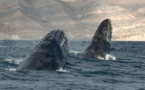 Un photographe a immortalisé des images incroyables de baleines et de dauphins pendant 25 ans... 18 photos à couper le souffle !
