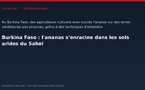 Burkina Faso : l'ananas s'enracine dans les sols arides du Sahel