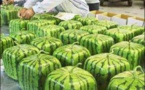 Utilisation des Ogm : Les pays africains apprécient différemment 