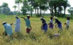 Polémique autour du foncier  à Ronck (Saint-Louis) : la Direction de Sen Huile et les populations à couteaux tirés