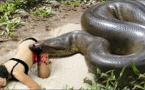 Anaconda - Documentaire