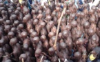 Urgent : la foudre tue 4 initiés dans le Bois Sacré de la Casamance
