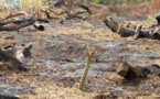 La coupe abusive de bois n’est pas l’apanage de la Casamance Monsieur le Président de la République... - Par Demba Sow