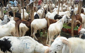 Après trois jours de travail: Le berger disparaît avec les 200 moutons de son employeur