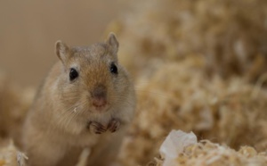 Mali: Une souris empêche un avion d’air France de décoller