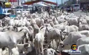 Tabaski 2016 - Pénurie de moutons : Les "dibiteries" indexées