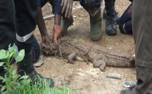 Thiès : Un petit crocodile échappe d’un domicile