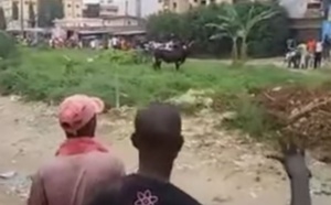 (Vidéo)-Tabaski 2016 : un bœuf refusait de mourir aussi facilement