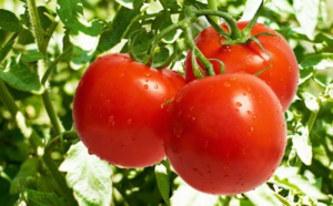 7 raisons valables et évidentes de manger des tomates de jour comme de nuit, le fruit parfait pour garder la ligne