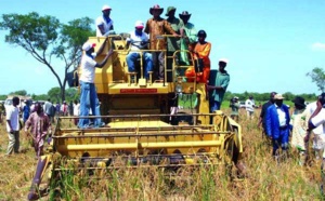 Agriculture : La production de 2015 estimée à cinq millions de tonnes