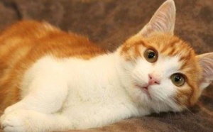 Recalés à l’entrée d’une soirée, Trois jeunes  tuent un chat pour se venger