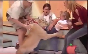  Une lionne attaque violemment une fillette en direct à la télévision ! Terrifiant !!