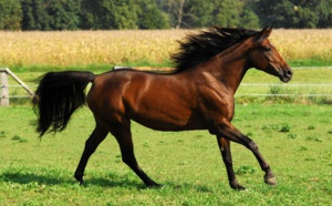Elle élevait ses chevaux dans le noir complet et les maltraitait, le tribunal la condamne à un an de prison ferme et 13 500 euros d'amende !