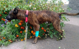 ​Zoophilie : Un pitbull sodomisé plusieurs fois par son propriétaire qui lui endommage son rectum