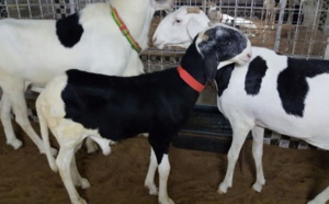 Insolite : Bergerie Serigne Fallou propose 10 000 000 fcfa pour un mouton?