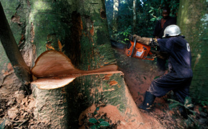 Déforestation en Casamance L’Etat annule tous les permis de coupe