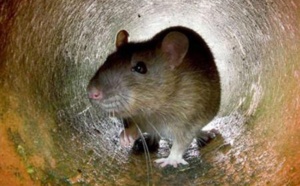 Une école maternelle fermée à cause de rats : ils déambulaient dans les classes