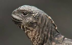 Vidéo : une scène de poursuite digne d’un cinéma hollywoodien entre un iguane et des serpents provoque l’émoi. Regardez...