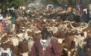 Vidéo : convoi des milliers de boeufs vers Touba, Cheikh Béthio Thioune remet ça