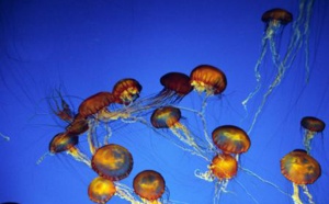 Plus de soixante nageurs piqués par des méduses, lors d'un marathon aquatique au Brésil