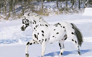 Ces chevaux ont les couleurs les plus exceptionnelles et les plus belles du monde ! Ils sont vraiment splendides !