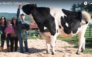 Vidéo Insolite : Une vache qui mesure 1m95, regardez