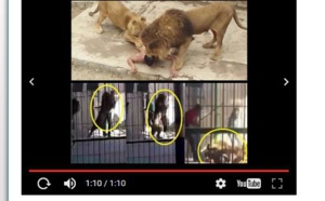 Vidéo : un lion attaque son dompteur en plein spectacle de dressage
