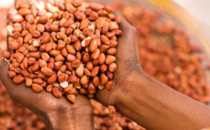 Campagne arachide : Sonacos (ex-SUNEOR) cherche à acheter pas moins de 200 000 tonnes de graines