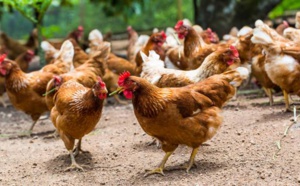 Malgré le Gamou et le Magal, les poulets inondent le marché et sont à bon prix