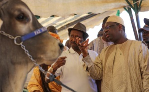 Licences d’importation d’hydrocarbure à ITOC: Le journaliste Cheikh Mbacké Guissé persiste et signe
