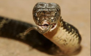 Un homme meurt après avoir été mordu par l'un des serpents les plus venimeux au monde dans son salon
