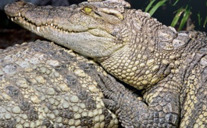 Son selfie avec un crocodile tourne mal