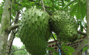 Le corossol, un remède contre le cancer et un fruit aux multiples bienfaits