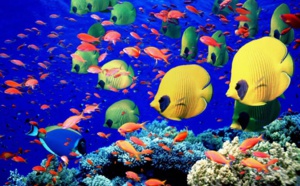Coran et expérience esthétique de la nature: Pourquoi y a-t-il harmonie et unité plutôt que disharmonie et fissure ? (Par Ahmadou Makhtar Kanté)