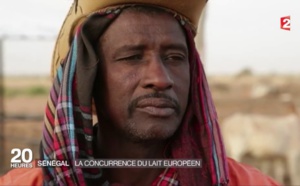 Importation du lait au Sénégal: Un cancer pour l’économie sénégalaise