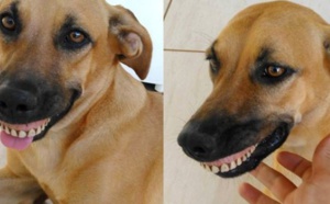 Ce chien n'arrête plus de sourire après avoir trouvé un dentier dans le jardin
