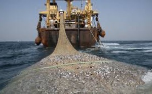 Pêche illégale en Afrique de l'Ouest, un manque à gagner d'1,3 milliard de dollars par an