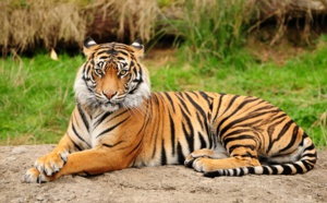INSOLITE : Ce drone s'est approché un peu trop près des tigres qu'il filmait