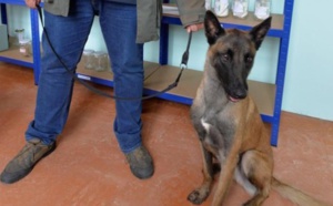 Les chiens renifleurs qui détectent le cancer sont « 100 % efficaces »