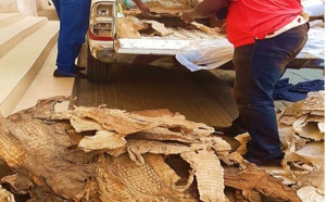 Criminalité faunique : L’Affaire de trafic de peaux de crocodiles et de peaux de python prise très au sérieux par les magistrats du Tribunal de Grande Instance de Dakar