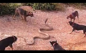 Vidéo: Des chiens arrivent à battre l'énorme serpent qui effrayait leur maître
