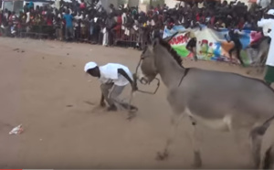 Vidéo- Un jeune ânier passe un mauvais quart d’heure et se fâche contre sa monture (Mourir de rire)