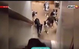 Vidéo - Insolite: Sa ndiogou et les noms des chiens à mourir de rire