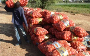 Commercialisation de l’oignon: Plus de 300 millions injectés dans la campagne
